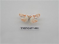 藏品(二斑叉紋苔蛾)的圖片